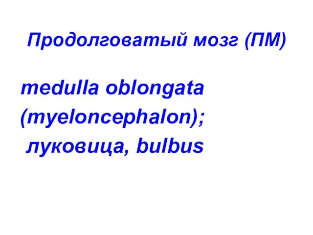 Продолговатый мозг (ПМ) medulla oblongata (myeloncephalon); луковица, bulbus