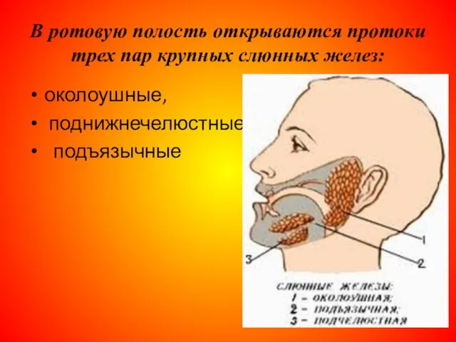 В ротовую полость открываются протоки трех пар крупных слюнных желез: околоушные, поднижнечелюстные подъязычные