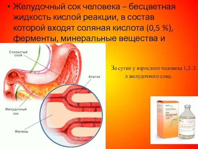 Желудочный сок человека – бесцветная жидкость кислой реакции, в состав которой