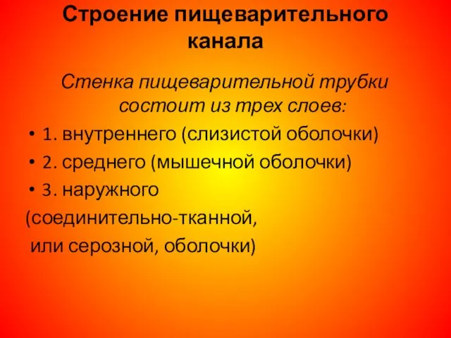 Строение пищеварительного канала Стенка пищеварительной трубки состоит из трех слоев: 1.