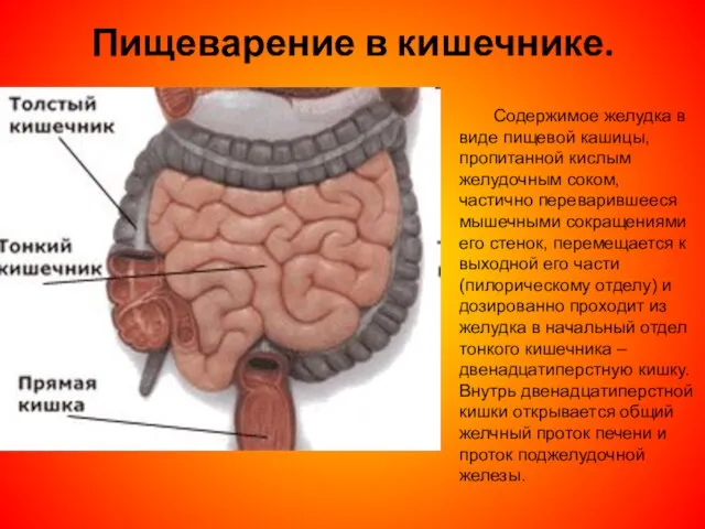 Пищеварение в кишечнике. Содержимое желудка в виде пищевой кашицы, пропитанной кислым