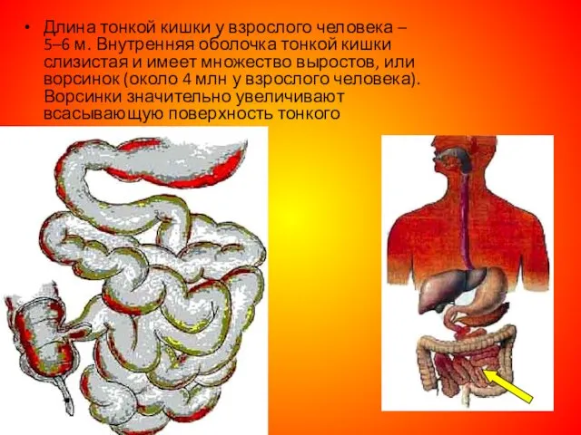 Длина тонкой кишки у взрослого человека – 5–6 м. Внутренняя оболочка