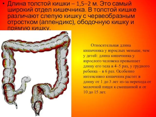 Длина толстой кишки – 1,5–2 м. Это самый широкий отдел кишечника.