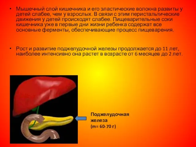 Мышечный слой кишечника и его эластические волокна развиты у детей слабее,