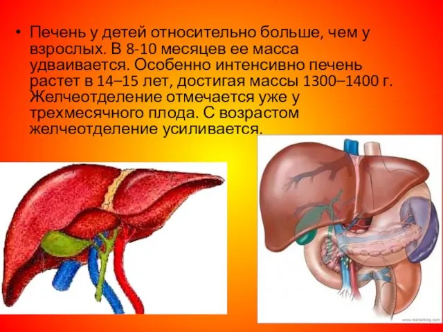 Печень у детей относительно больше, чем у взрослых. В 8-10 месяцев