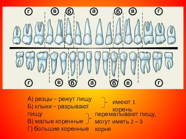 А) резцы – режут пищу Б) клыки – разрывают пищу В)