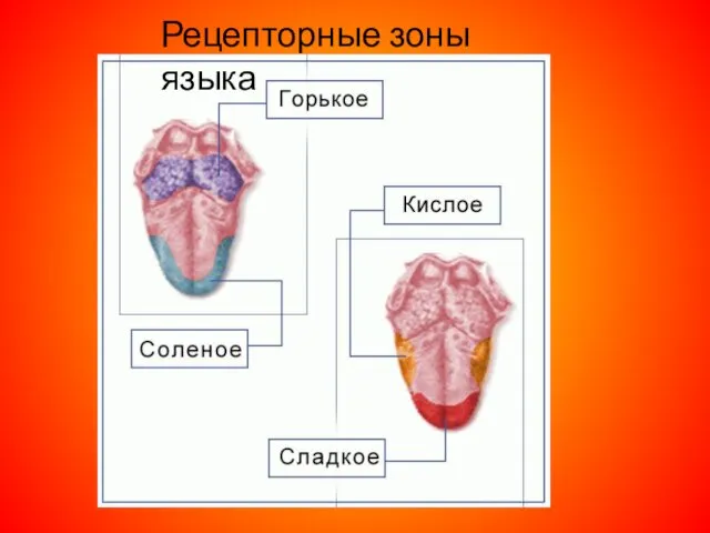 Рецепторные зоны языка