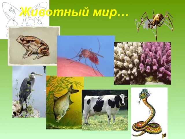 Животный мир…