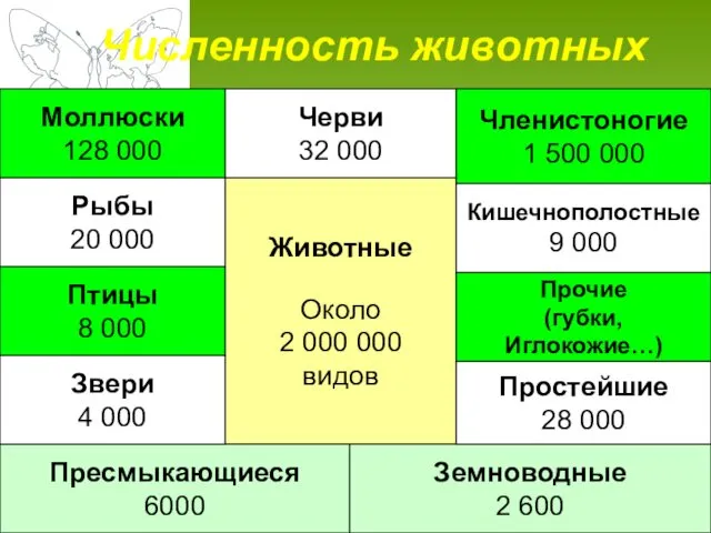 Животные Около 2 000 000 видов Земноводные 2 600 Черви 32