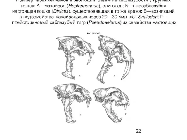 Пример параллелизмов в эволюции: развитие саблезубости у крупных кошек: А—махайрод (Hoplophoneus),