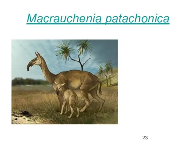 Macrauchenia patachonica