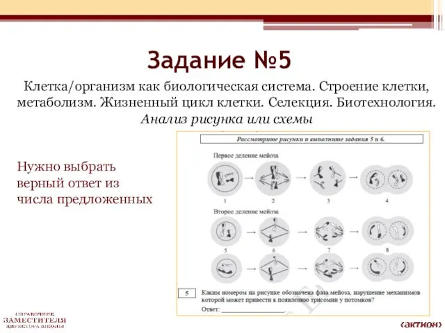 Задание №5 Клетка/организм как биологическая система. Строение клетки, метаболизм. Жизненный цикл