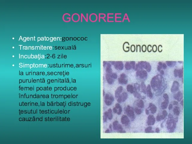 GONOREEA Agent patogen:gonococ Transmitere:sexuală Incubaţia:2-6 zile Simptome:usturime,arsuri la urinare,secreţie purulentă genitală,la