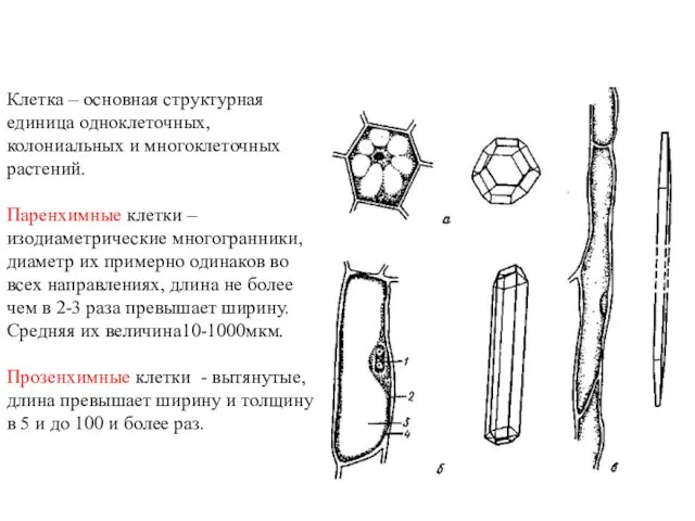 Клетка – основная структурная единица одноклеточных, колониальных и многоклеточных растений. Паренхимные