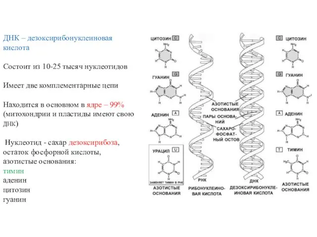 ДНК – дезоксирибонуклеиновая кислота Состоит из 10-25 тысяч нуклеотидов Имеет две