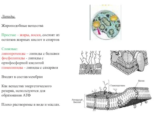 Липиды. Жироподобные вещества Простые – жиры, воски, состоят из остатков жирных