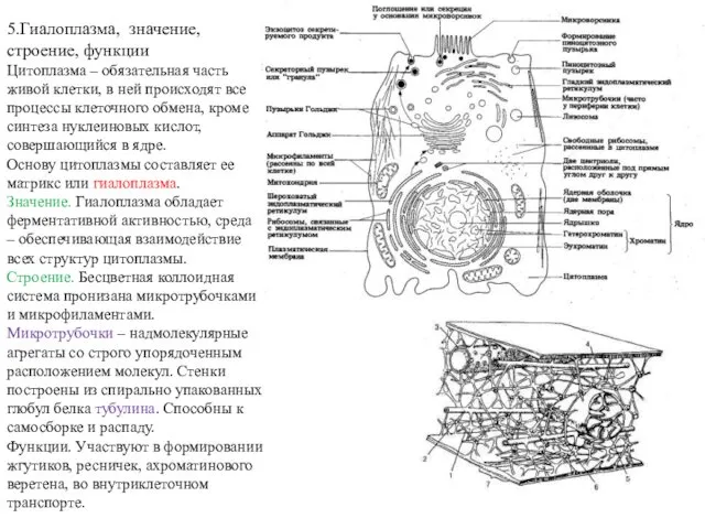 5.Гиалоплазма, значение, строение, функции Цитоплазма – обязательная часть живой клетки, в