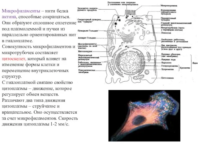 Микрофиламенты – нити белка актина, способные сокращаться. Они образуют сплошное сплетение