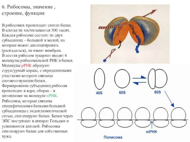 6. Рибосомы, значение , строение, функции В рибосомах происходит синтез белка.