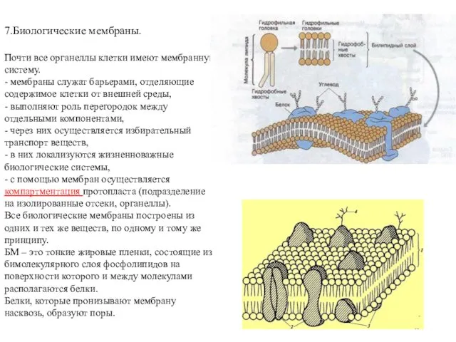 7.Биологические мембраны. Почти все органеллы клетки имеют мембранную систему. - мембраны