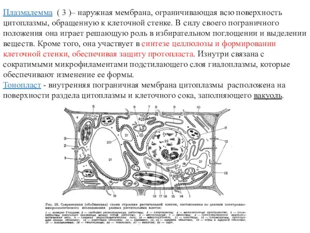 Плазмалемма ( 3 )– наружная мембрана, ограничивающая всю поверхность цитоплазмы, обращенную