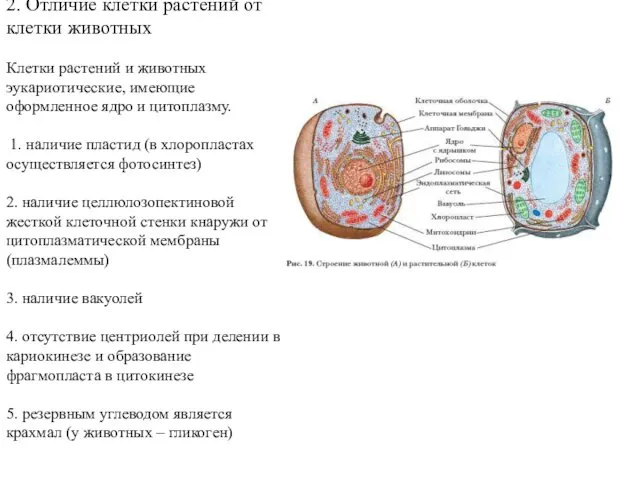 2. Отличие клетки растений от клетки животных Клетки растений и животных