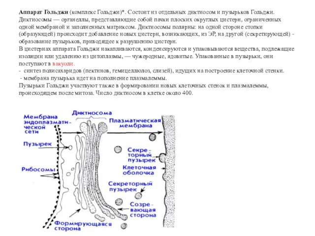 Аппарат Гольджи (комплекс Гольджи)*. Состоит из отдельных диктиосом и пузырьков Гольджи.