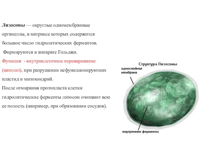 Лизосомы — округлые одномембранные органеллы, в матриксе которых содержится большое число