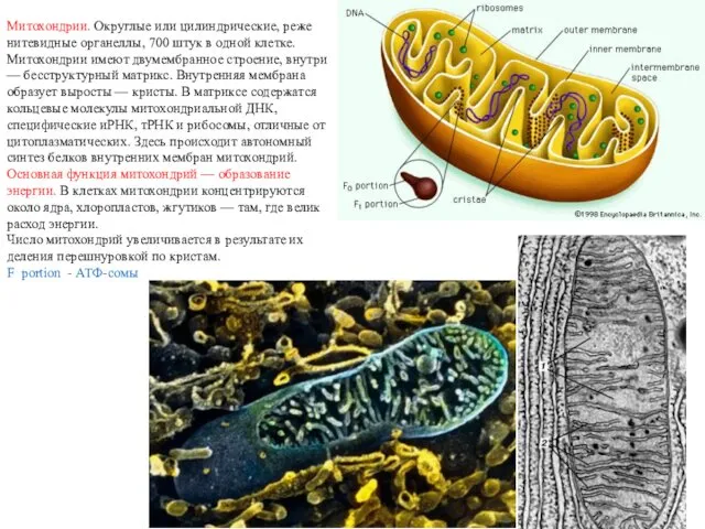 Митохондрии. Округлые или цилиндрические, реже нитевидные органеллы, 700 штук в одной