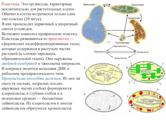 Пластиды. Это органеллы, характерные исключительно для растительных клеток. Обычно в клетке