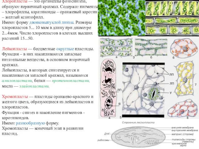 Хлоропласты — это органеллы фотосинтеза, образуют первичный крахмал. Содержат пигменты –