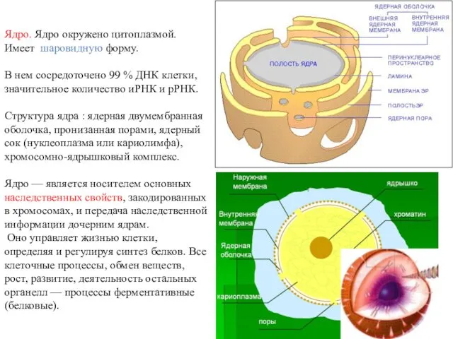 Ядро. Ядро окружено цитоплазмой. Имеет шаровидную форму. В нем сосредоточено 99