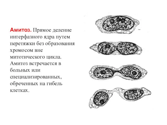 Амитоз. Прямое деление интерфазного ядра путем перетяжки без образования хромосом вне