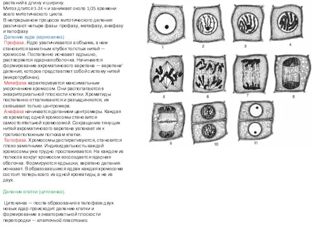 Митоз. Митоз характерен для соматических (вегетативных) клеток и обеспечивает увеличение их