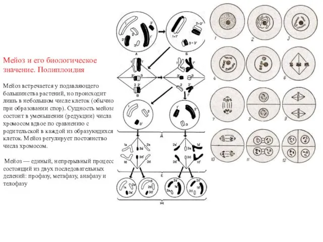 Мейоз и его биологическое значение. Полиплоидия Мейоз встречается у подавляющего большинства