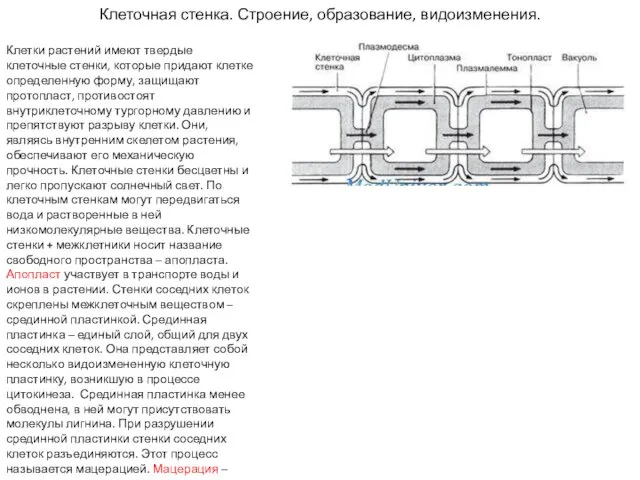 Клеточная стенка. Строение, образование, видоизменения. Клетки растений имеют твердые клеточные стенки,