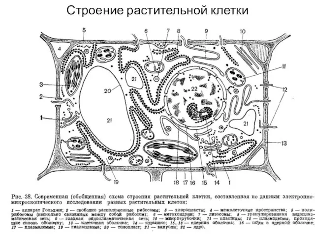 Строение растительной клетки