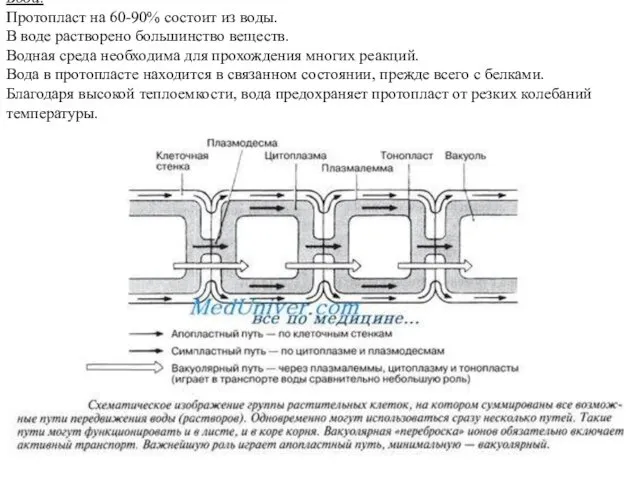 Вода. Протопласт на 60-90% состоит из воды. В воде растворено большинство