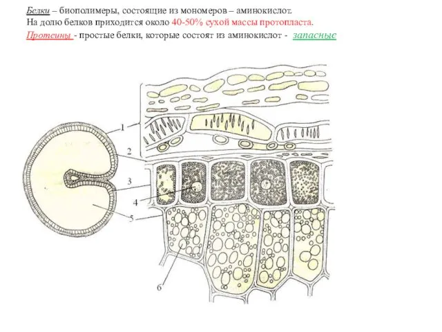 Белки – биополимеры, состоящие из мономеров – аминокислот. На долю белков