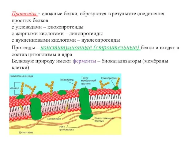 Протеиды - сложные белки, образуются в результате соединения простых белков с