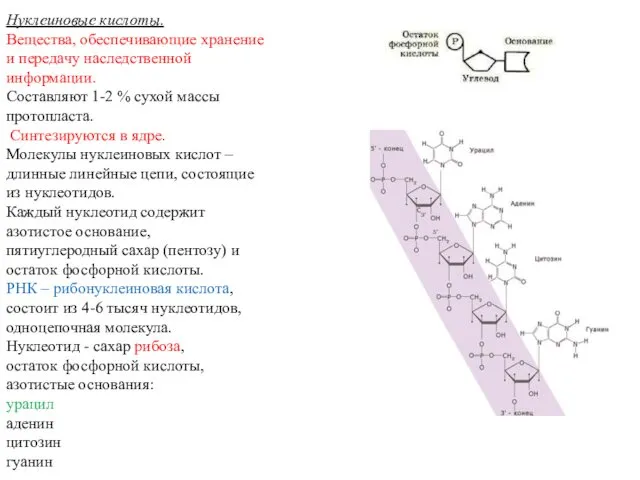 Нуклеиновые кислоты. Вещества, обеспечивающие хранение и передачу наследственной информации. Составляют 1-2