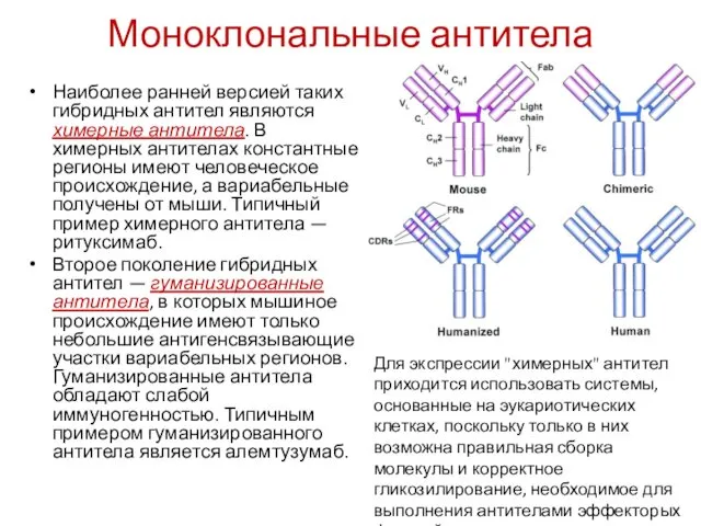 Моноклональные антитела Наиболее ранней версией таких гибридных антител являются химерные антитела.