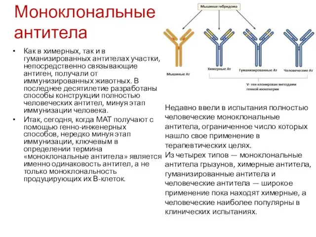 Моноклональные антитела Как в химерных, так и в гуманизированных антителах участки,