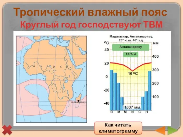 Тропический влажный пояс Круглый год господствуют ТВМ Как читать климатограмму