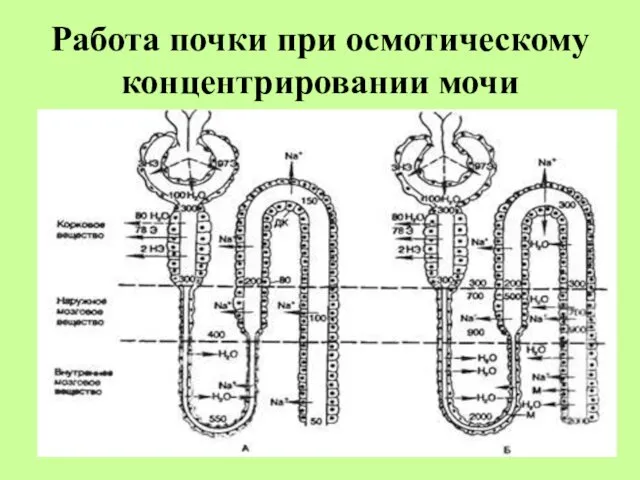 Работа почки при осмотическому концентрировании мочи