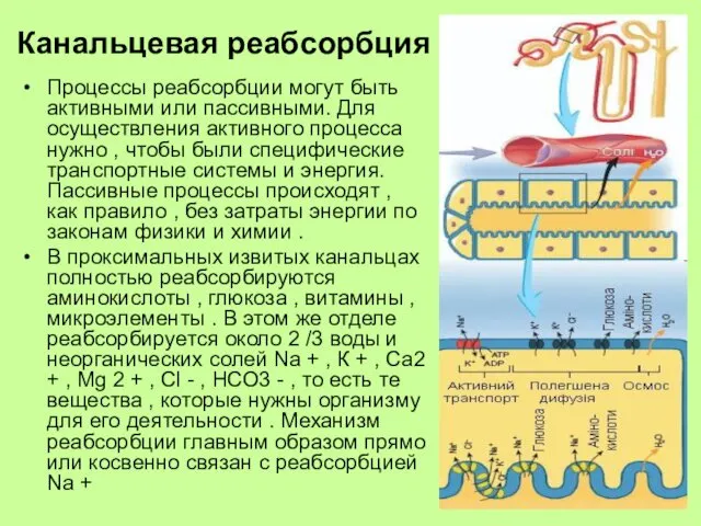 Канальцевая реабсорбция Процессы реабсорбции могут быть активными или пассивными. Для осуществления