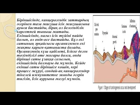 Біріншісінде, канцерогендік заттардың әсерінен таза жасуша ісік жасушасына ауыса бастайды, бірақ