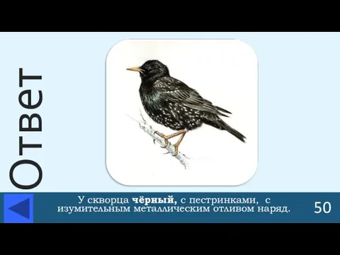 У скворца чёрный, с пестринками, с изумительным металлическим отливом наряд. 50