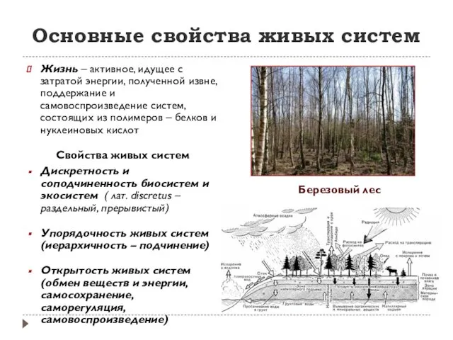 Основные свойства живых систем Жизнь – активное, идущее с затратой энергии,