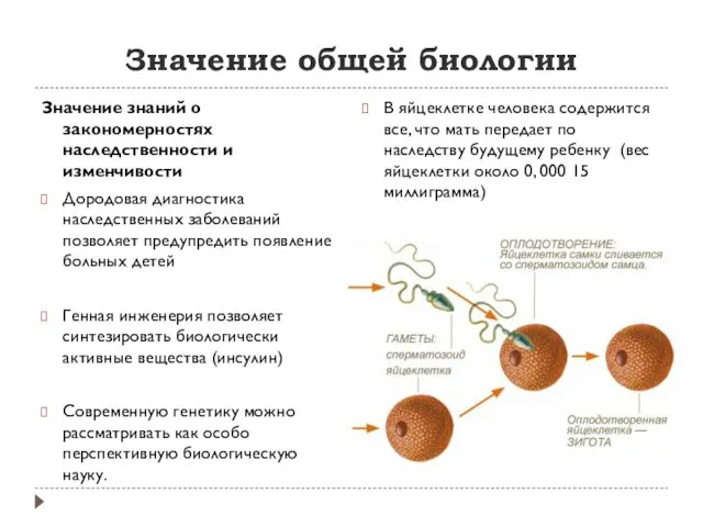 Значение общей биологии Значение знаний о закономерностях наследственности и изменчивости Дородовая